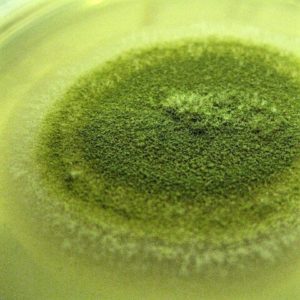 Aspergillus flavus su terreno SDA - muffe aflatossina