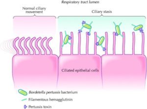 Bordetella pertussis L'adesione della tossina della pertosse e dell'emoagglutinina filamentosa a livello dell'epitelio respiratorio ciliato 