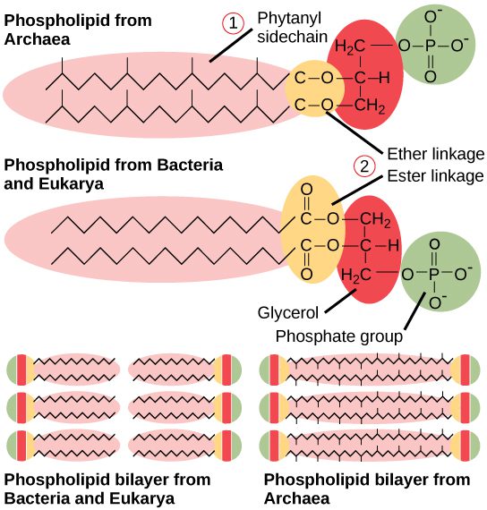 differenze tra i fosfolipidi di membrana tra Batteri e Archaea