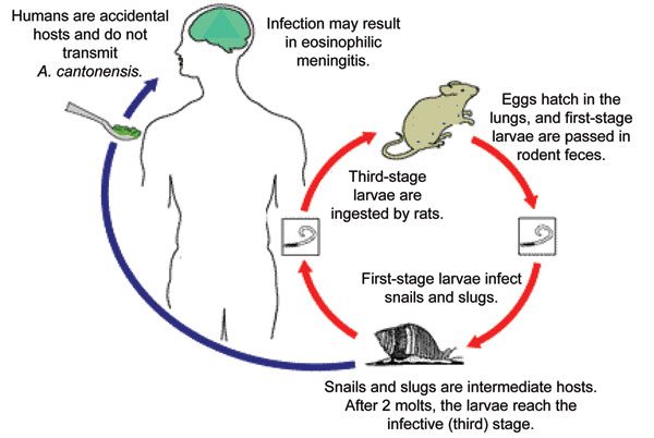 Ciclo biologico Angiostrongylus cantonensis