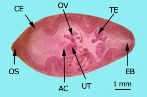 anatomia Paragonimus