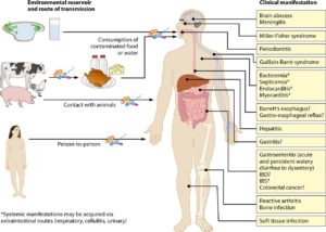 Fig.2: Epidemiologia di Campylobacter