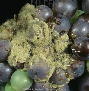Botritys cinerea su uva nera