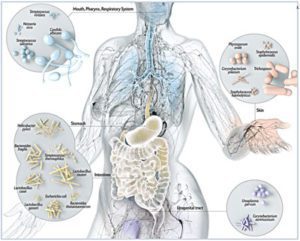 microbiota intestinale