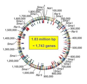 Immagine 1: genoma sequenziato di Haemophilus influenzae