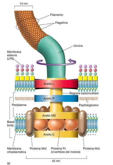 Struttura del flagello nei batteri Gram negativi