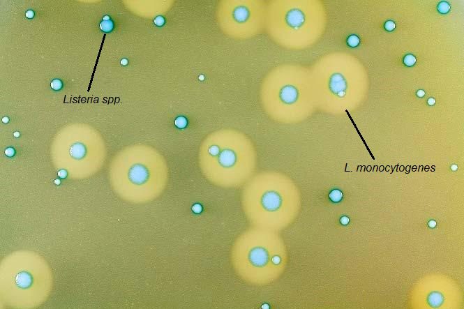 sempio di crescita di L. monocytogenes (verde azzurre con alone) e di Listeria spp. (verde azzurre senza alone).