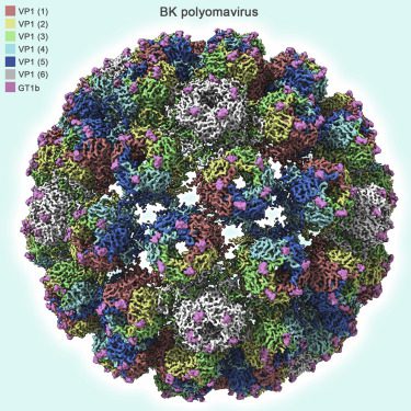 Figura 2: Struttura di un Polyomavirus umano