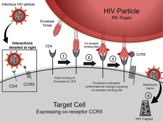 Figura 1 - I virus HIV hanno un tropismo per le cellule del nostro sistema immunitario CD4+ , quindi principalmente per i linfociti T. Tuttavia per penetrarvi, devono poter legare anche il corecettore, che è appunto la proteina codificata dal gene CCR5. Se tale corecettore è assente o ha una struttura diversa dal fenotipo naive, come accade nei mutanti omozigoti di tipo Δ32, l'infezione non può avvenire