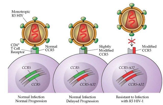 Figura 2 - Progressione dell'infezione di HIV in base al genotipo della cellula.
Se è presente uno solo degli alleli del gene CCR5 di tipo  Δ32, l'infezione avviene come nel fenotipo wild type, sebbene recenti studi affermino che essa potrebbe tuttavia risultare parzialmente ritardata anche di due anni, rispetto al normale decorso. E' solo la condizione di omozigosi per CCR5  Δ32 che garantisce però piena protezione