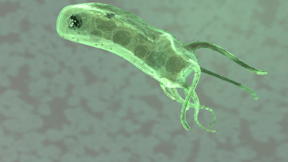 Палочка гастрита. Бактерия хилактобактерии. Бактерия хеликобактер под микроскопом. Хеликобактер пилори картинки.