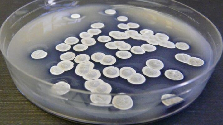 Streptomyces coelicolor antibiotici