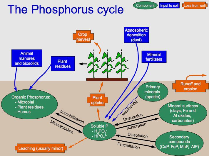 Fig.1 Ciclo del Fosforo - Agricoltura futuro