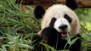 Il Panda Gigante Un Erbivoro Ecco Come I Batteri Ci Ricordano Le Sue Origini Carnivore Microbiologia Italia