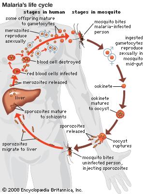 Figura 2 - Ciclo vitale del vettore della malaria