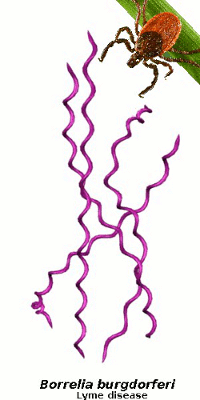 Figura 1 - Immagine che illustra il batterio Borrelia burgdorferi, l'agente eziologico della malattia di Lyme