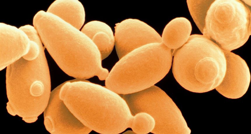 Figura 1 - Immagine al microscopio elettronico di cellule di Saccharomyces cerevisiae