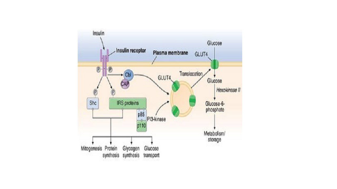 Figura 1: Attivazione del segnale cellulare dell’insulina. L’insulina si lega al proprio recettore di superficie (Insulin Receptor), ciò porta alla fosforilazione e quindi all’attivazione di molteplici substrati coinvolti nelle sue varie funzioni: proliferazione ed espressione genica, sintesi proteica, sintesi del glicogeno, trasporto del glucosio e metabolismo