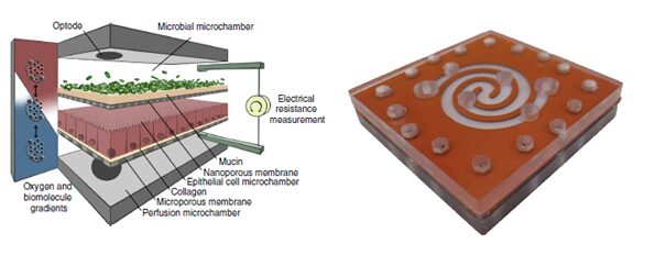 Schema e fotografia del microchip HuMiX