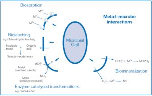 interazioni tra microrganismi e metalli all'interno di matrici ambientali contaminate biorisanamento