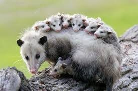 opossum