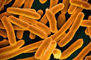 Cellule di Escherichia coli geneticamente modificate, arma per il biorisanamento