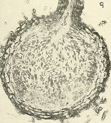 Figura 4 - Ophiostoma spp.