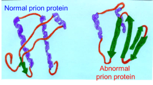 Proteina prionica PrP nella sua forma fisiologica e mutata.