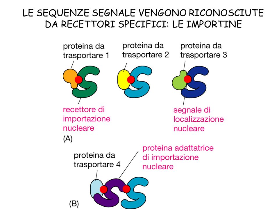 Figura 4 - Riconoscimento di sequenze segnale da parte del recettore