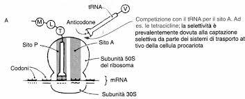 Figura 2 - I ribosomi sono il "macchinario cellulare" con cui la cellula produce le proteine; sono costituiti da due subunità, una più piccola (la 30 S nei procarioti e la 40 S invece negli eucarioti come noi) ed una più grande (la 50 S nei batteri, sostituita negli eucarioti dalla 60 S). L'omadaciclina, come tutte le Tetracicline, si lega selettivamente alla subunità 30 S ed impedisce cosi' che l'RNA, che porta l'informazione necessaria per assemblare gli amminoacidi che costituiscono la proteina, si leghi al ribosoma promuovendo la sintesi proteica