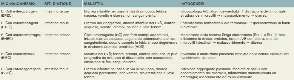 schema riassuntivo della patogenesi di E. coli 