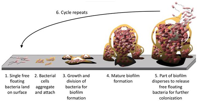 Processo di formazione di un biofilm batterico