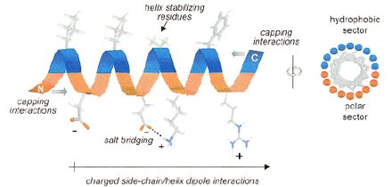Struttura tridimensionale dei peptidi naturali antimicrobici (AMPs) di natura cationica e anfipatica. 