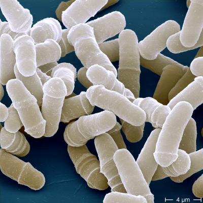 Figura 2 - Cellule del lievito Schizosaccharomyces pombe