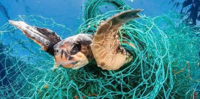 Tartaruga marina che, come altri animali marini, troppo spesso resta impigliata nei grossi pezzi di plastica e ferendosi o morendo nel tentativo di liberarsi. 