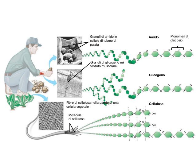 Rappresentazione grafica della provenienza ed organizzazione molecolare delle tre biomolecole di riserva: amido, glicogeno e cellulosa.