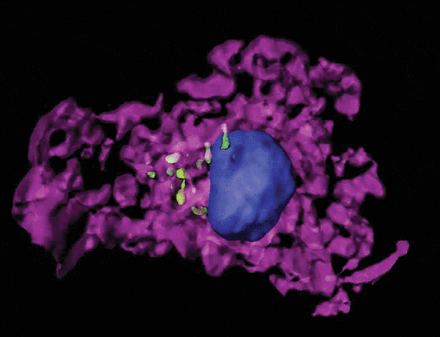 Endocitosi del fago Pf all'interno di cellule del sistema immunitario