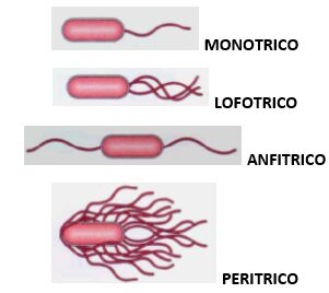 Classificazione dei batteri basata sulla quantità e sulla posizione dei flagelli presenti sulla superficie cellulare