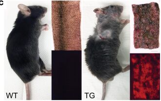 Figura 2: Immagine dell'esperimento stesso in cui si notano le differenze tra topi wild type e topi transgenici con aumento di espressione di VGLL3. I TG sono caratterizzati da pelle squamosa