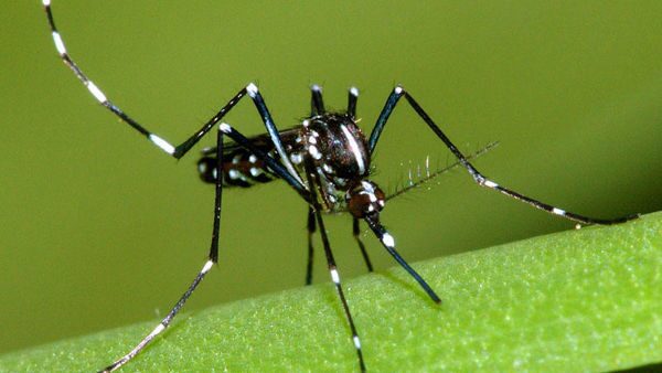 Figura 1 - Aedes albopictus, conosciuta anche con il nome di zanzara tigre
