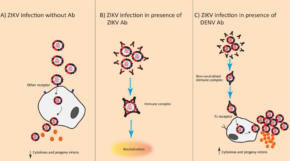 Figura 3 - Proposed mechanism of ADE of ZIKV infection mediated by cross-reactive anti-DENV antibodies. (A) Primary ZIKV infection in naïve individuals. Entry occurs via other receptors and leads to virus and cytokine production. (B) Secondary ZIKV infection in a ZIKV-preimmune individual. Neutralization occurs effectively. (C) ZIKV ADE (black antibodies; preexisting antibodies against primary infecting DENV) Abs in immune sera can cross-react with ZIKV, allowing entry of the virus–antibody complexes into MPCs via the Fc receptor, leading to higher viral load along with higher levels of pro- and/or anti-inflammatory cytokines than cells infected in absence of antibodies. Ab, antibody; ADE, antibody-dependent enhancement; DENV, dengue virus; Fc, fragment crystallizable; MPC, mononuclear
 phagocytic cell; ZIKV, Zika virus.