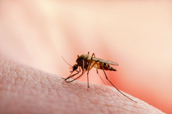 Il Microbiota della Zanzara