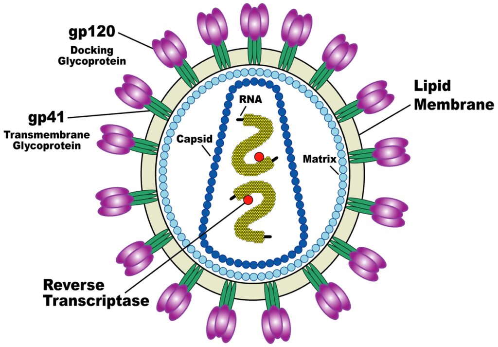 Figura 1: Rappresentazione schematica della struttura dell'HIV.