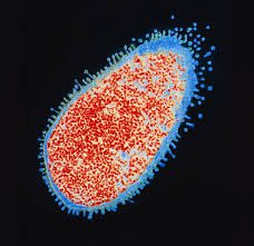 Azione antibiotica su Salmonella Typhimurium, dotata di persisters resistenti al farmaco.