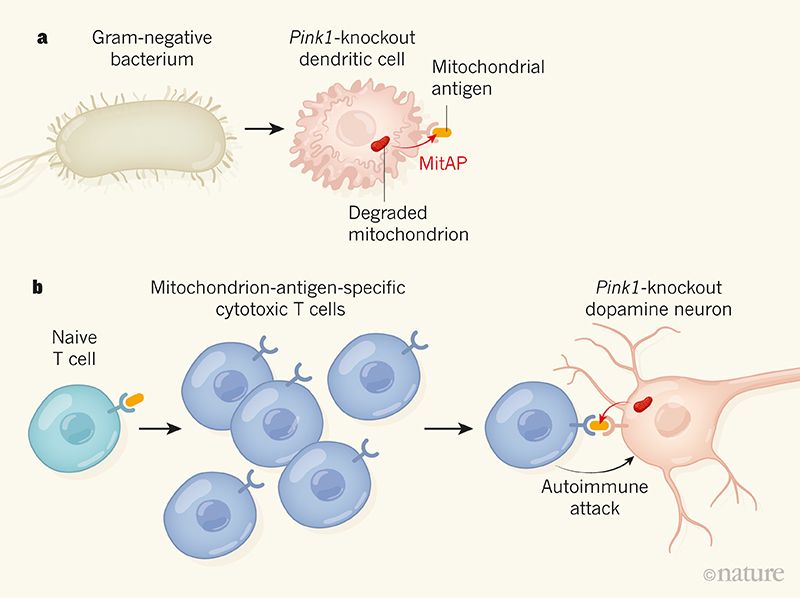  Possibile meccanismo grafico di immuno-disfunzione in topi Pink1 knockout (fonte Nature), infettati da Citrobacter rodentium.