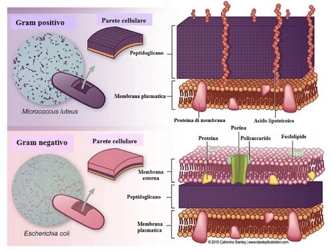 Differenza tra gram positivi e gran negativi: struttura della parete batterica.