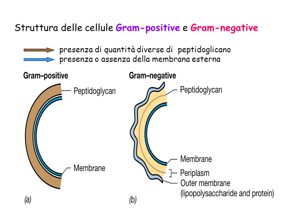 Differenze tra gram positivi e gran negativi: parete e membrana esterna.