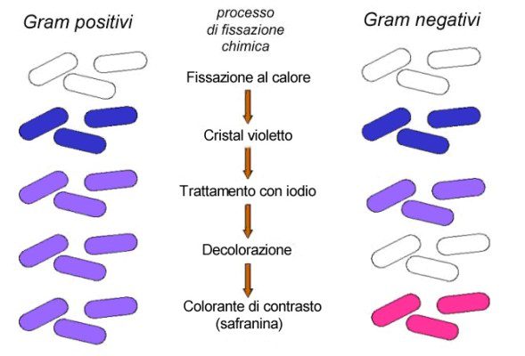 Fasi della colorazione di gram.
