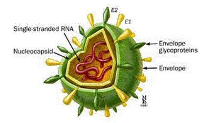 Figura 2 - Struttura del virus HCV
