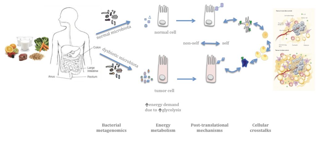 Microbiota e la prevenzione al tumore al seno